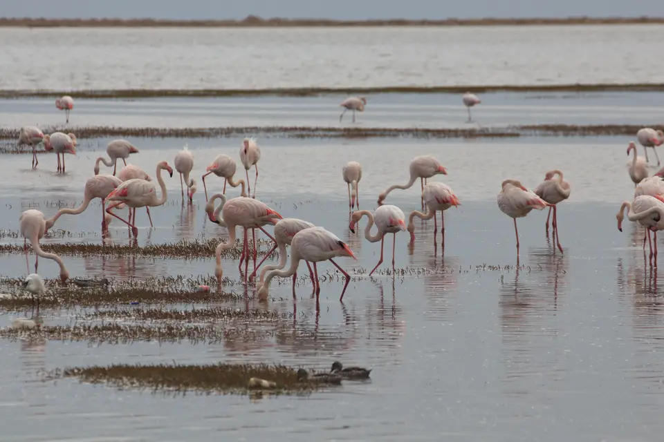2016-Namibia-9210.jpg
