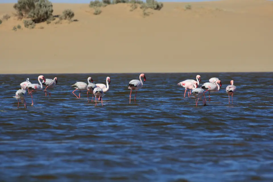 2016-Namibia-9249.jpg