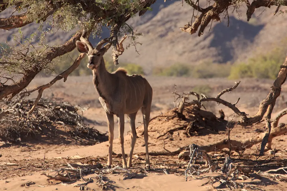 2016-Namibia-9330.jpg