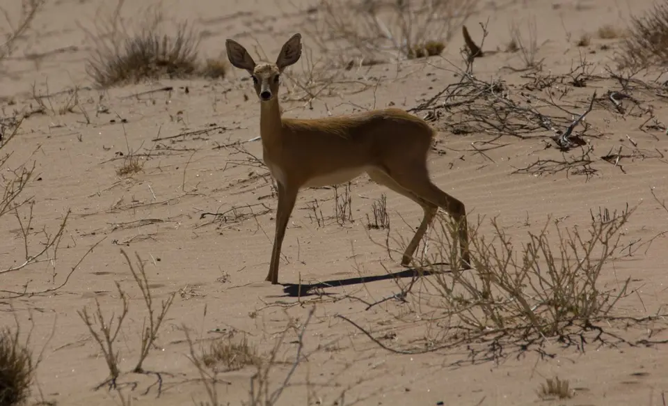 2016-Namibia-9414.jpg