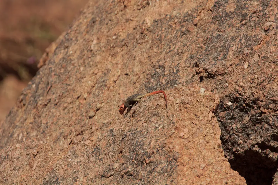 2016-Namibia-9424.jpg