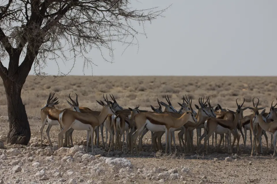 2016-Namibia-9448.jpg