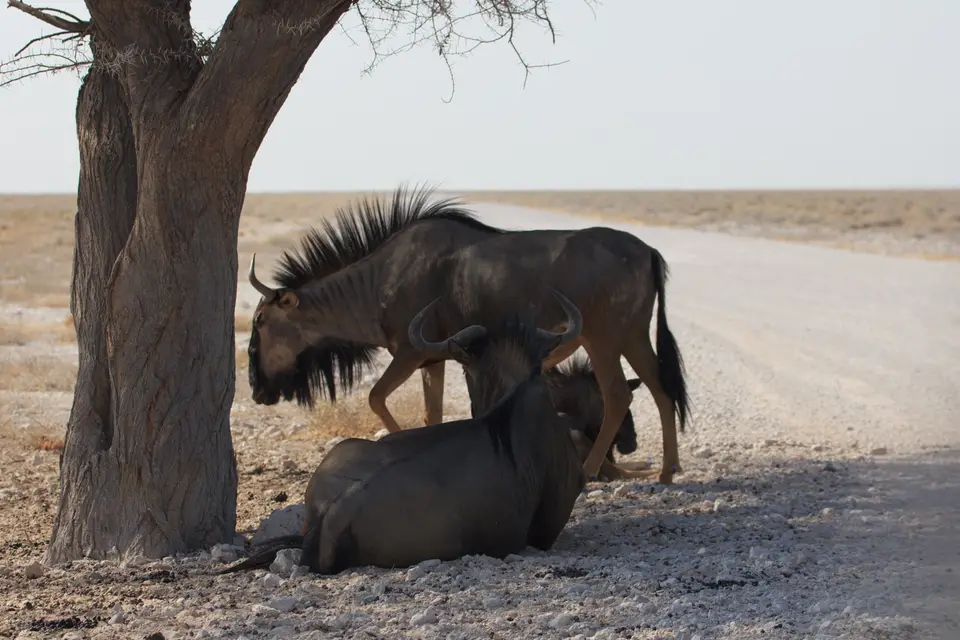 2016-Namibia-9450.jpg