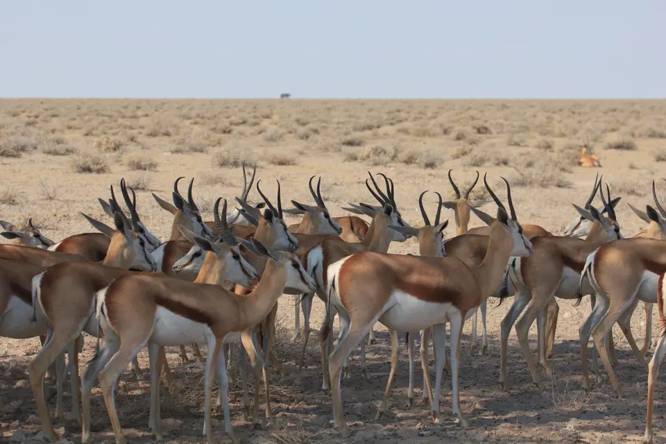 2016-Namibia-9451.jpg