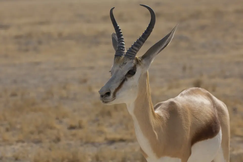 2016-Namibia-9457.jpg
