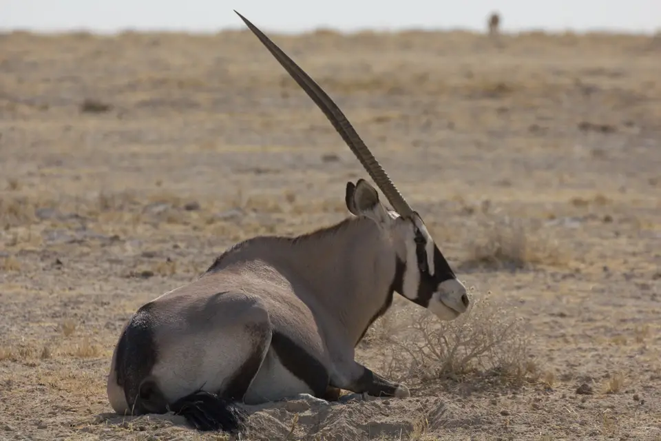 2016-Namibia-9460.jpg