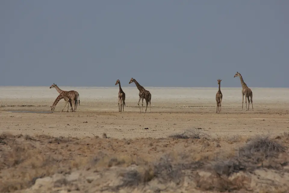 2016-Namibia-9462.jpg