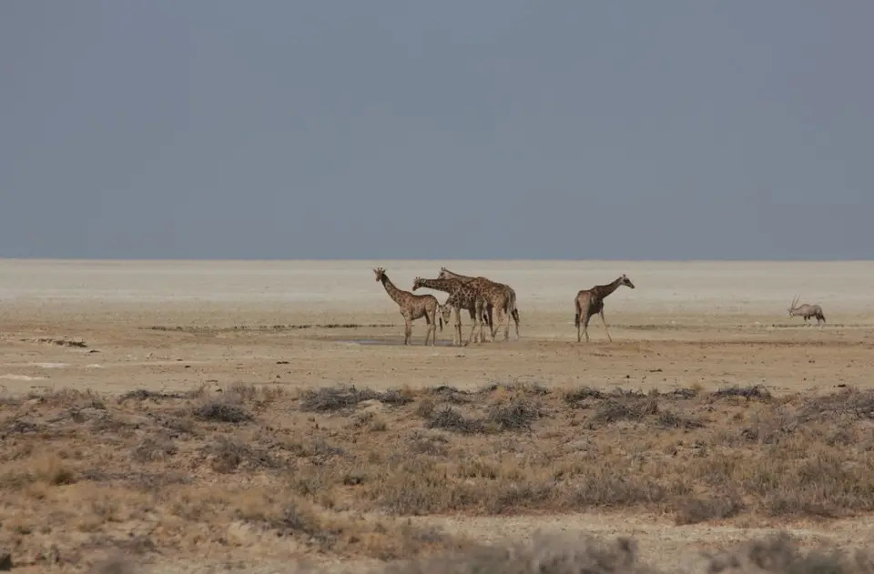 2016-Namibia-9468.jpg