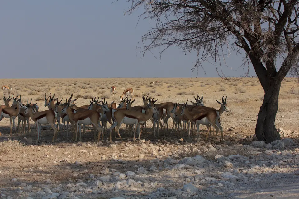 2016-Namibia-9472.jpg