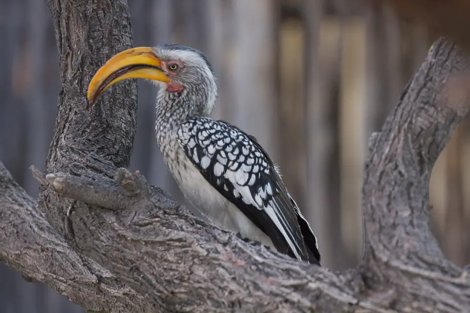 2016-Namibia-9507.jpg