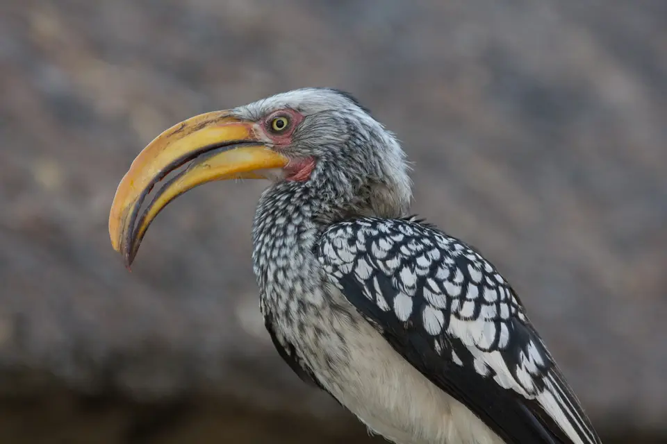 2016-Namibia-9508.jpg