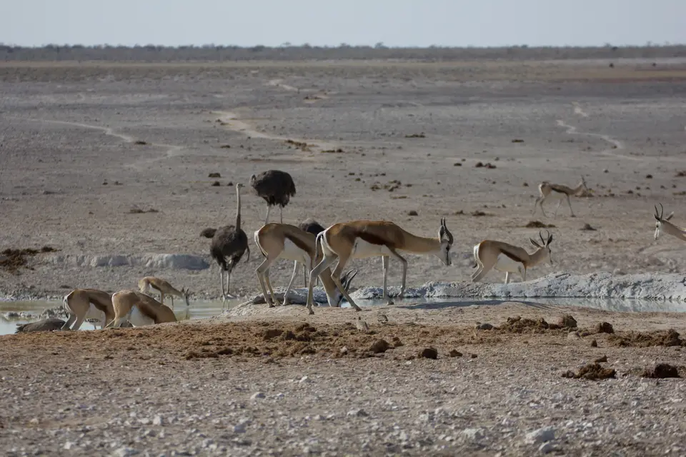 2016-Namibia-9514.jpg