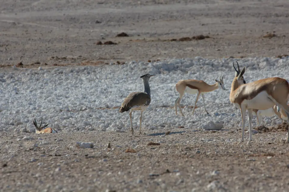 2016-Namibia-9519.jpg