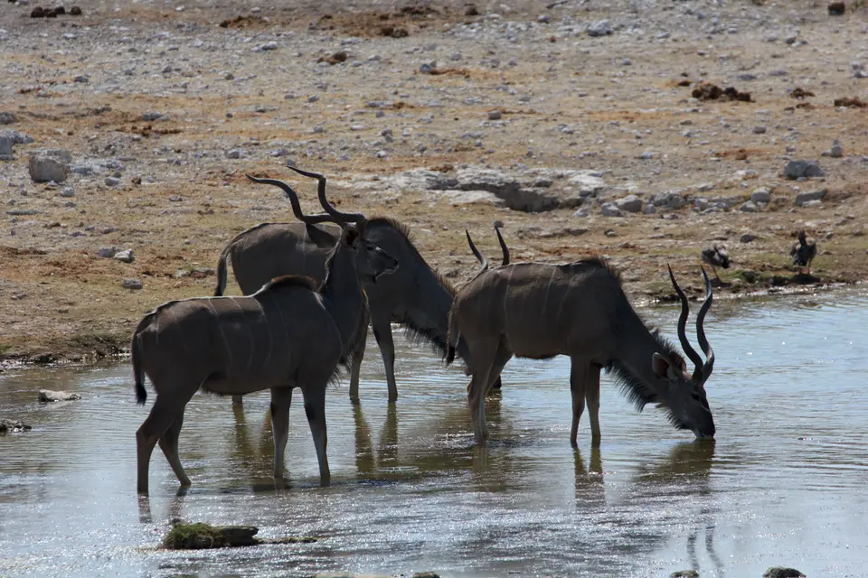 2016-Namibia-9531.jpg