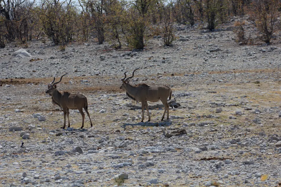 2016-Namibia-9533.jpg