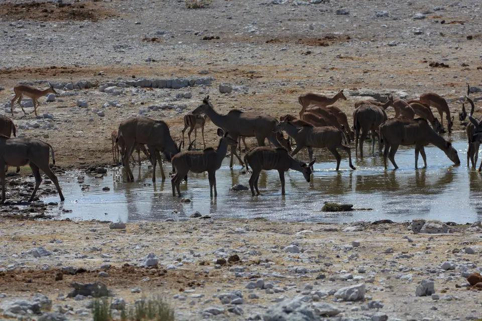 2016-Namibia-9535.jpg