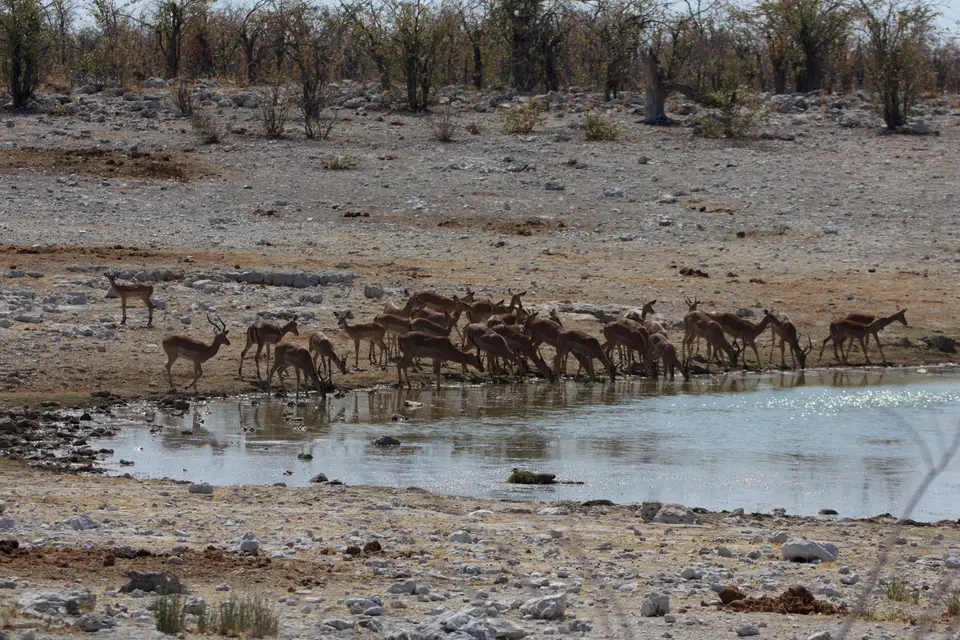 2016-Namibia-9537.jpg