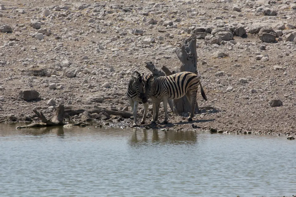 2016-Namibia-9543.jpg