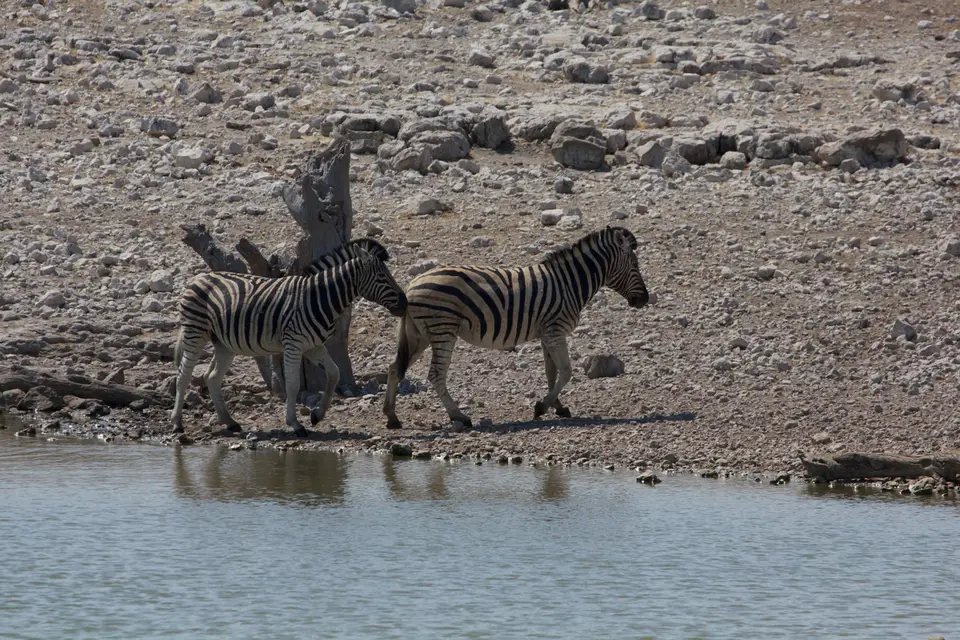 2016-Namibia-9545.jpg