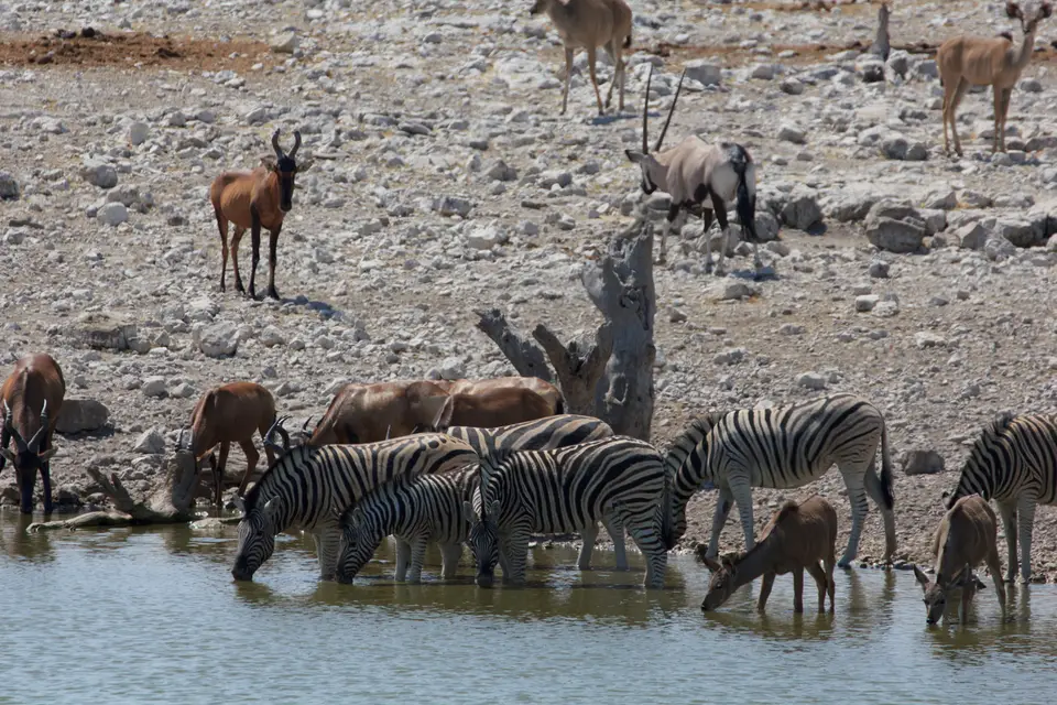 2016-Namibia-9549.jpg
