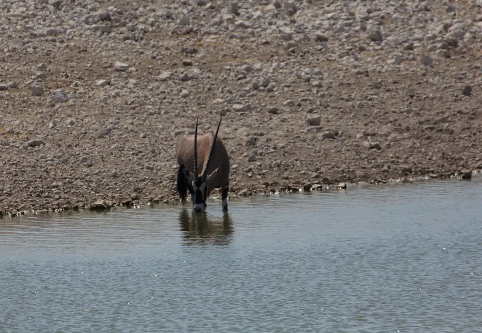 2016-Namibia-9554.jpg