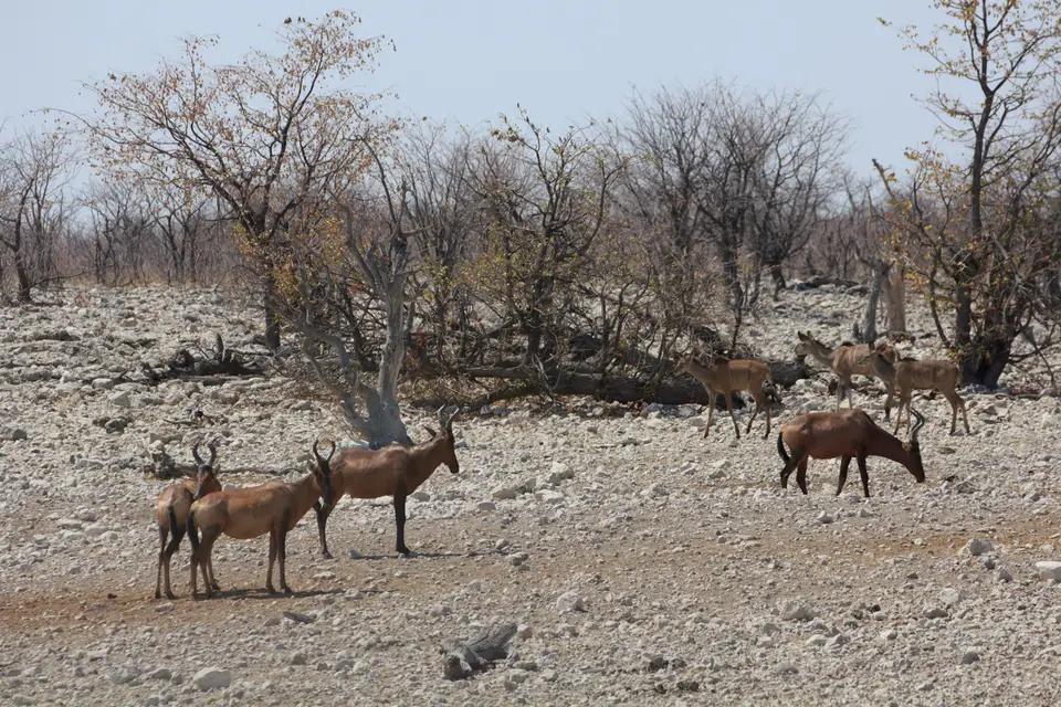 2016-Namibia-9556.jpg