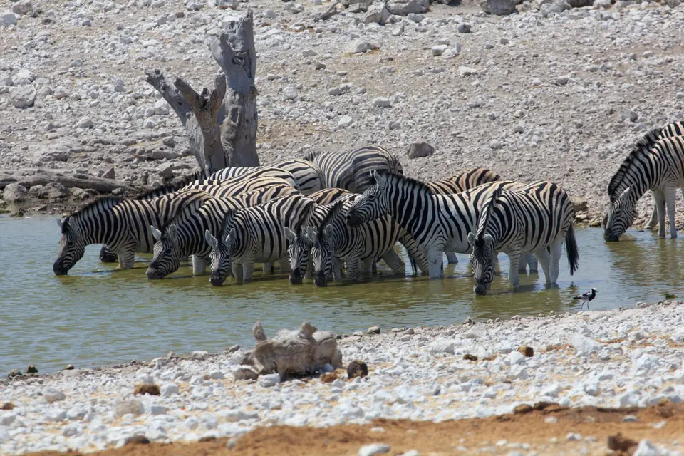 2016-Namibia-9558.jpg