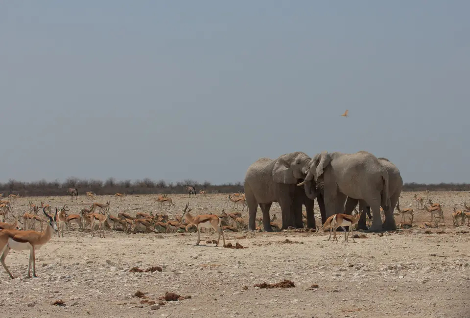 2016-Namibia-9569.jpg