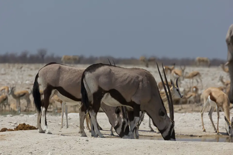 2016-Namibia-9585.jpg