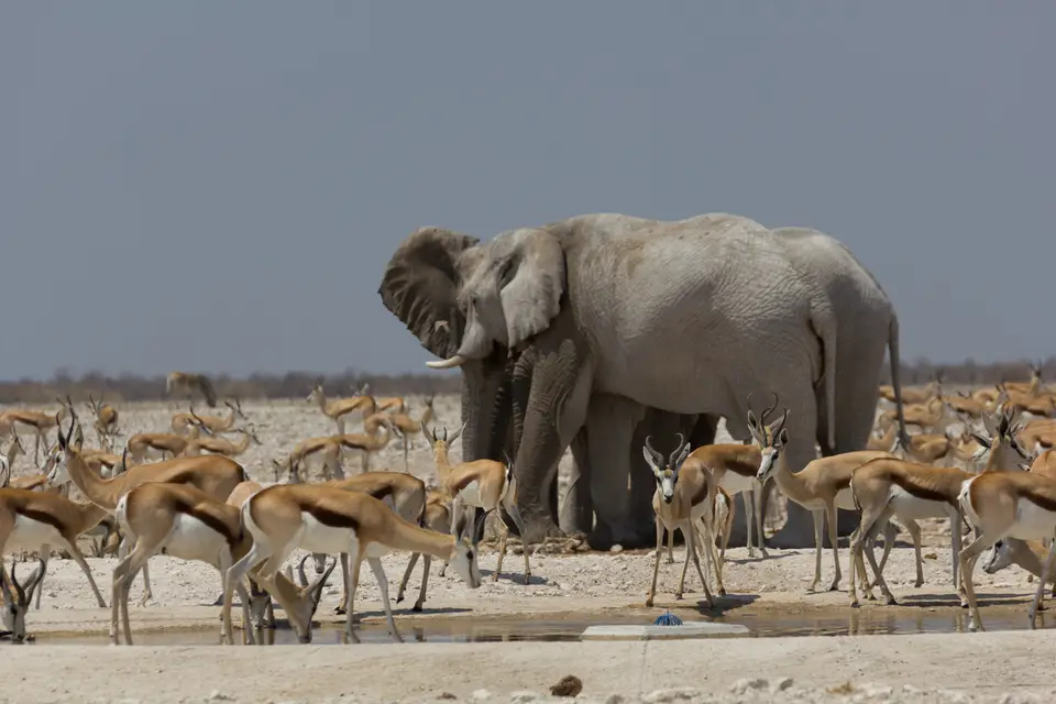 2016-Namibia-9595.jpg