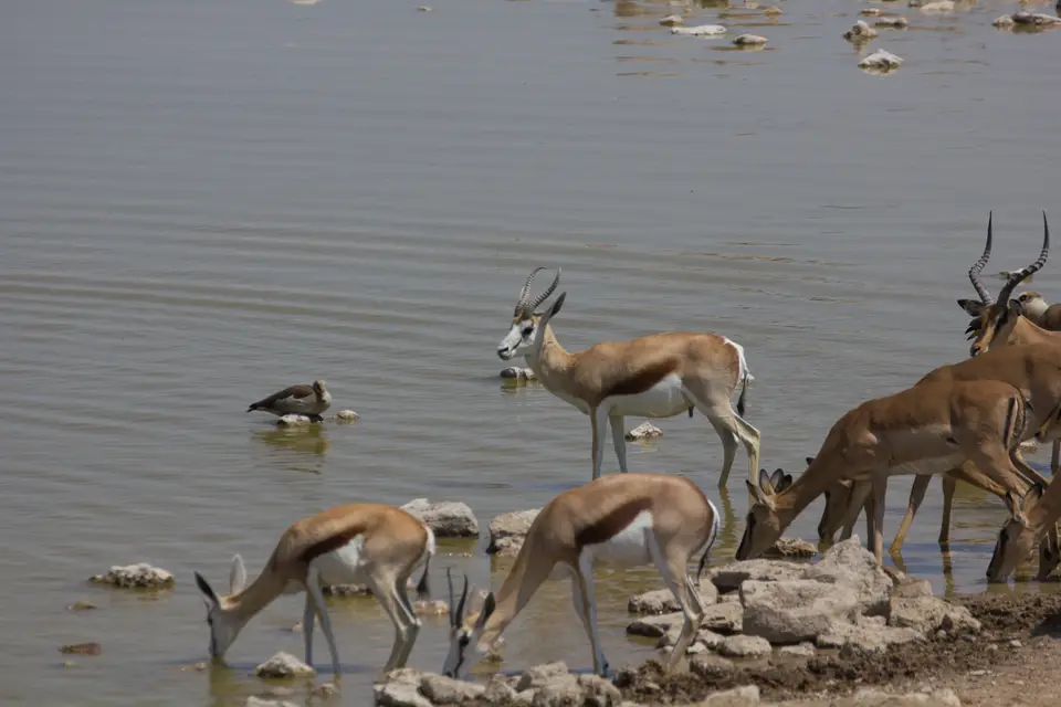 2016-Namibia-9605.jpg