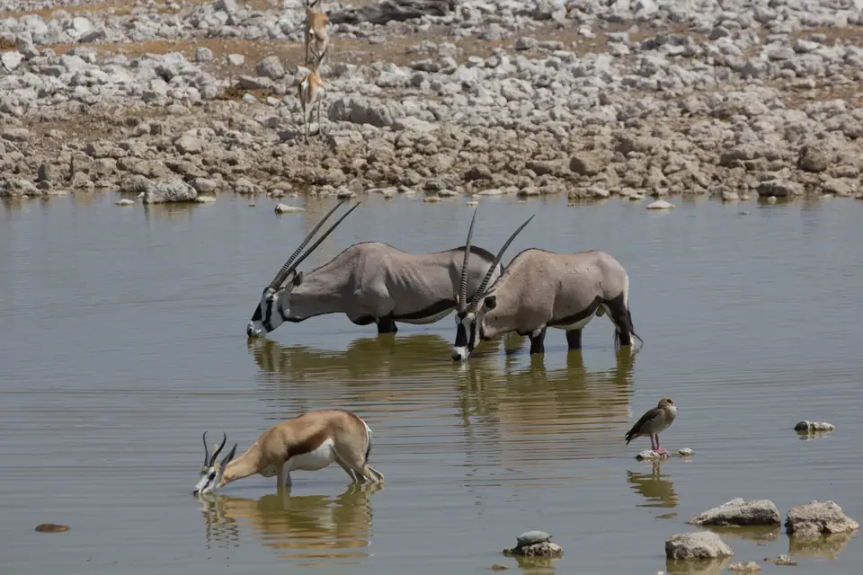 2016-Namibia-9614.jpg