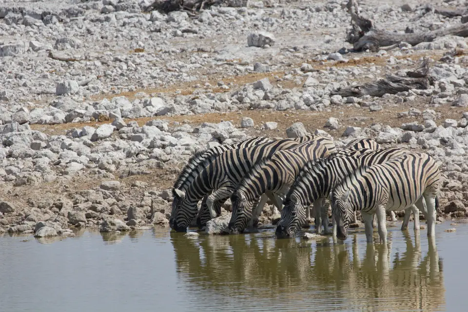 2016-Namibia-9620.jpg