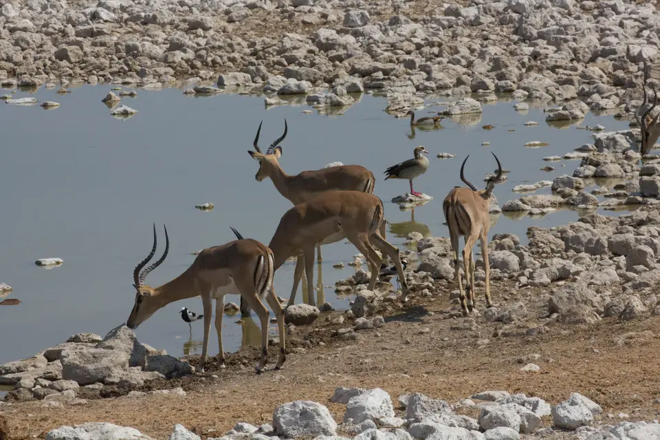 2016-Namibia-9629.jpg