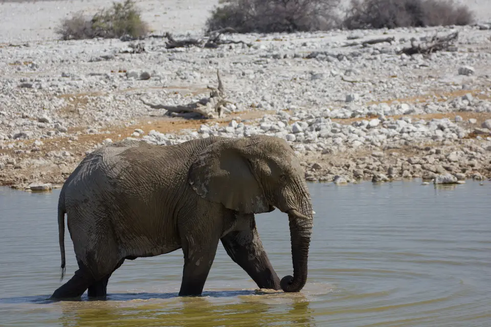 2016-Namibia-9630.jpg