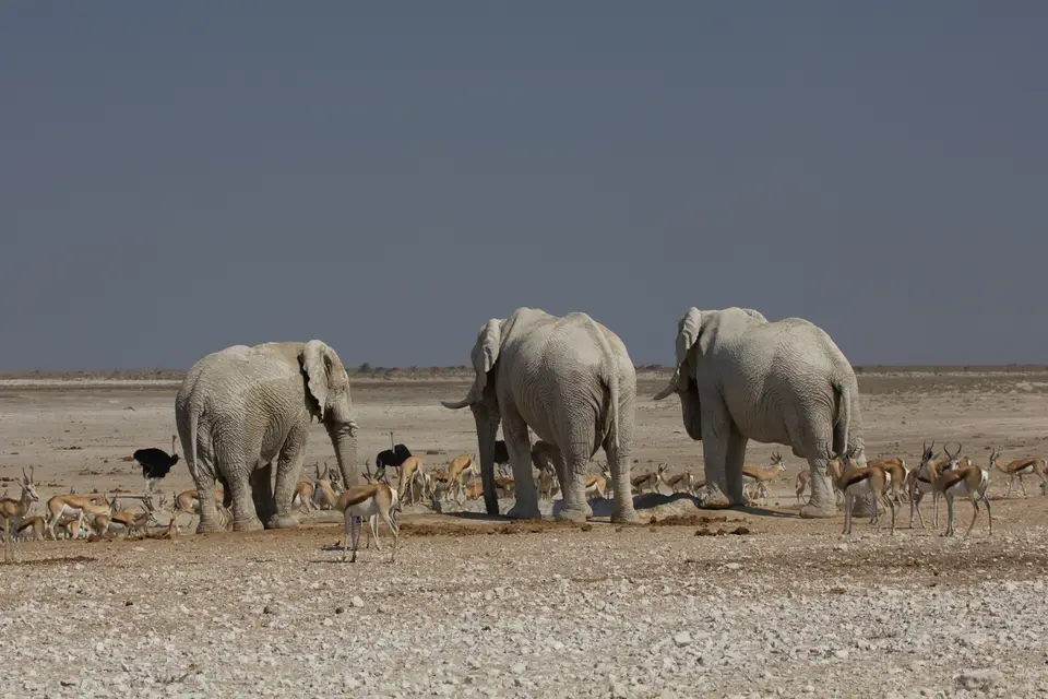 2016-Namibia-9635.jpg