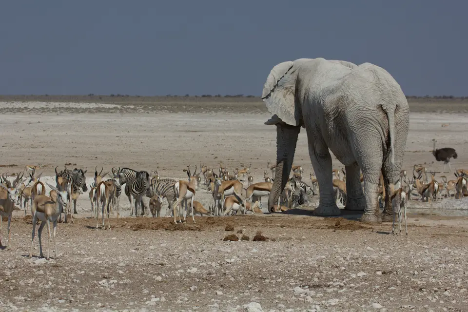 2016-Namibia-9647.jpg