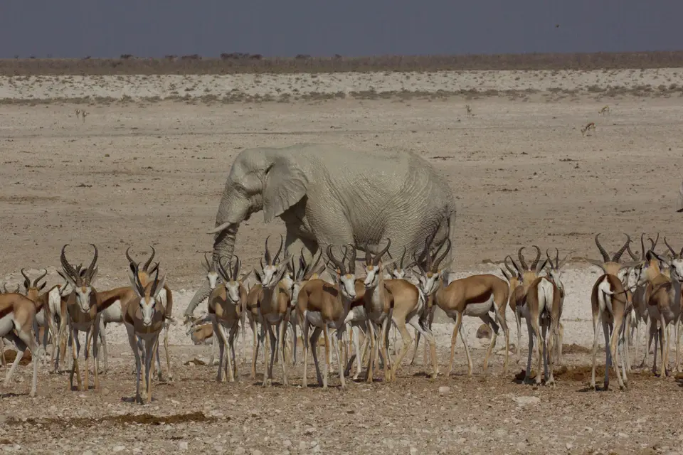 2016-Namibia-9658.jpg