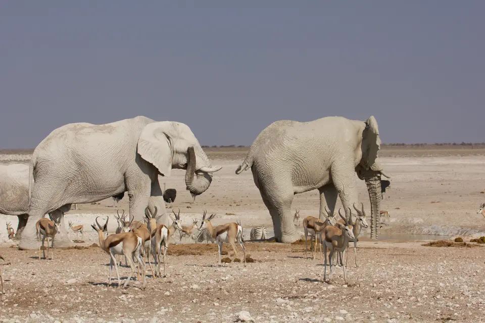 2016-Namibia-9661.jpg