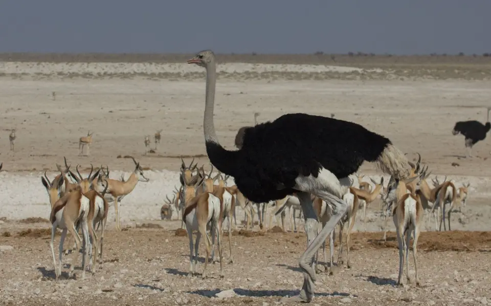 2016-Namibia-9667.jpg