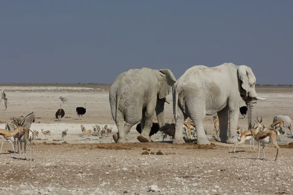2016-Namibia-9669.jpg