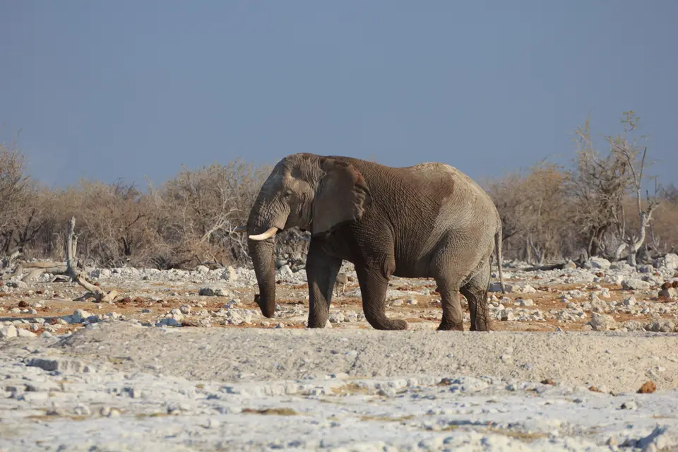 2016-Namibia-9678.jpg