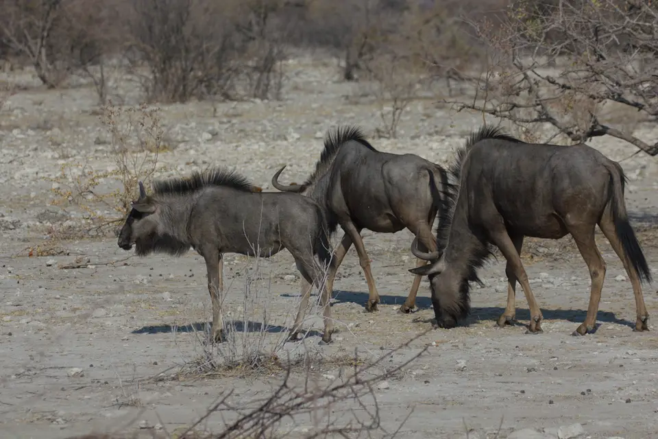 2016-Namibia-9686.jpg
