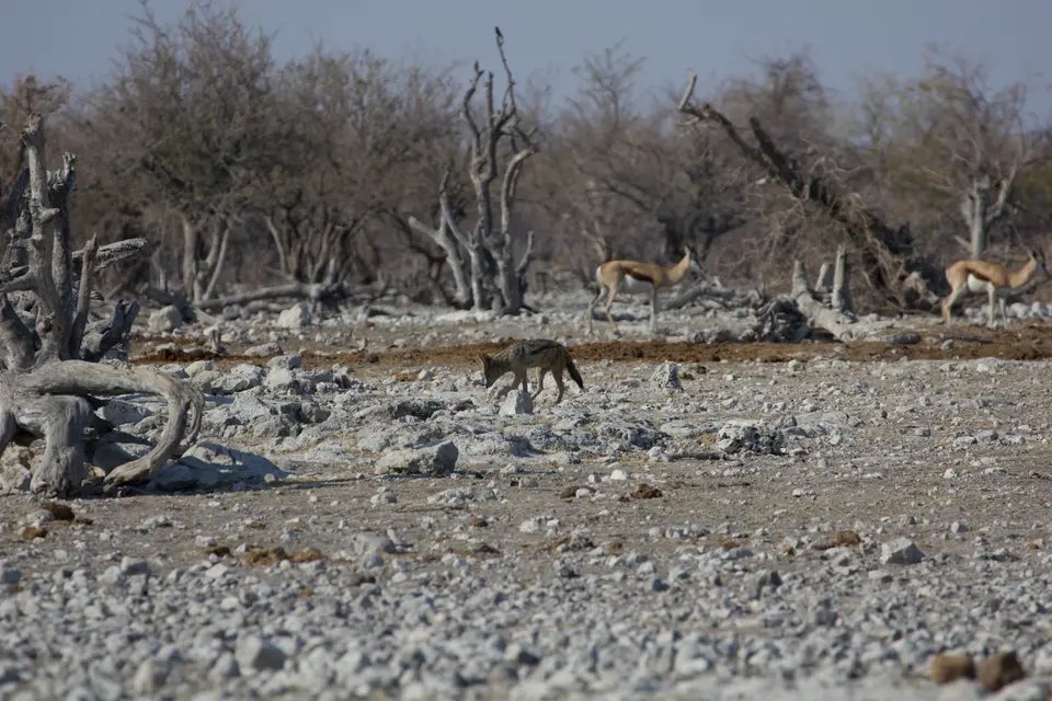 2016-Namibia-9690.jpg