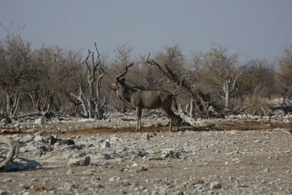 2016-Namibia-9694.jpg