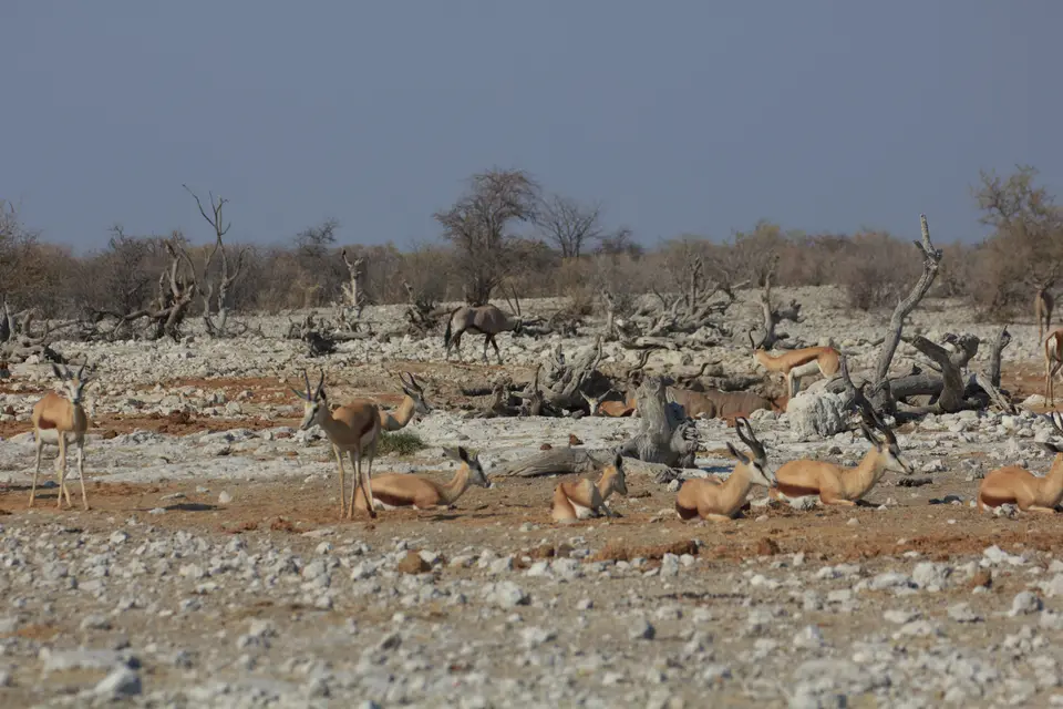 2016-Namibia-9697.jpg