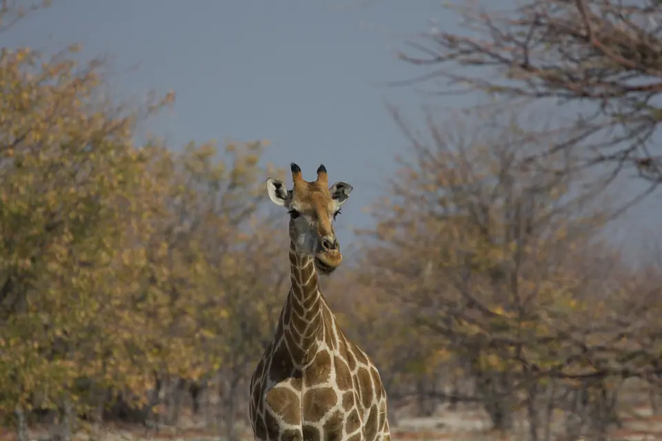 2016-Namibia-9707.jpg
