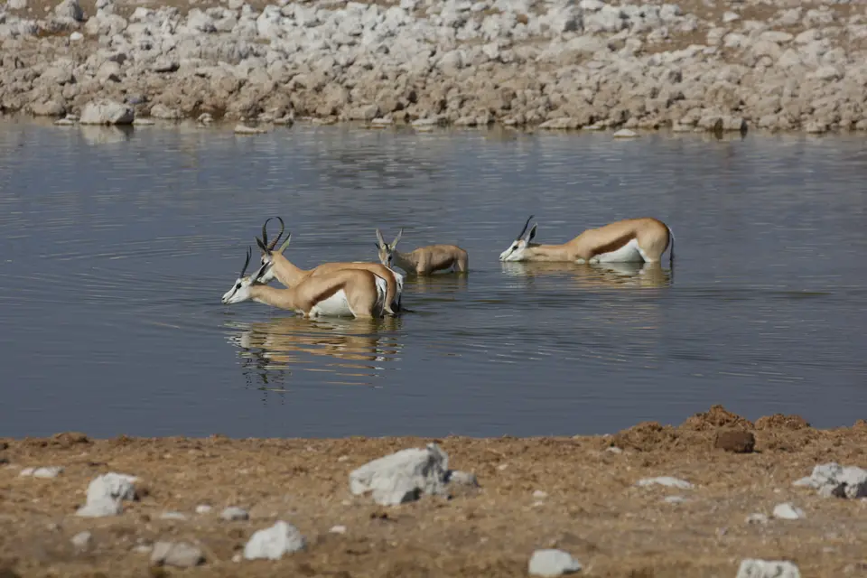 2016-Namibia-9713.jpg
