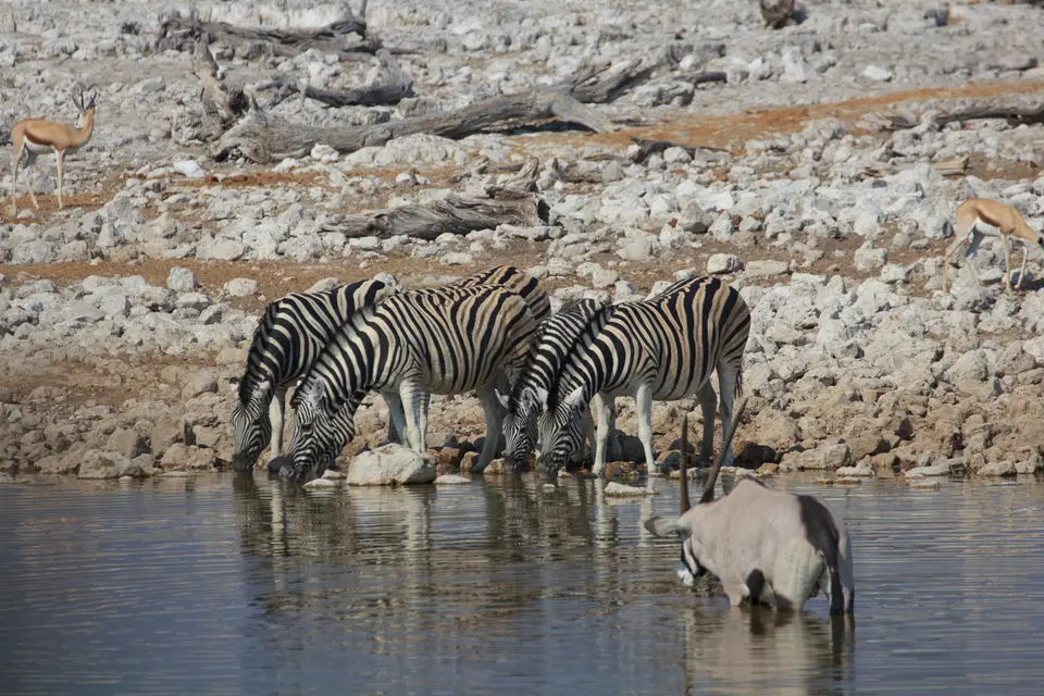 2016-Namibia-9717.jpg