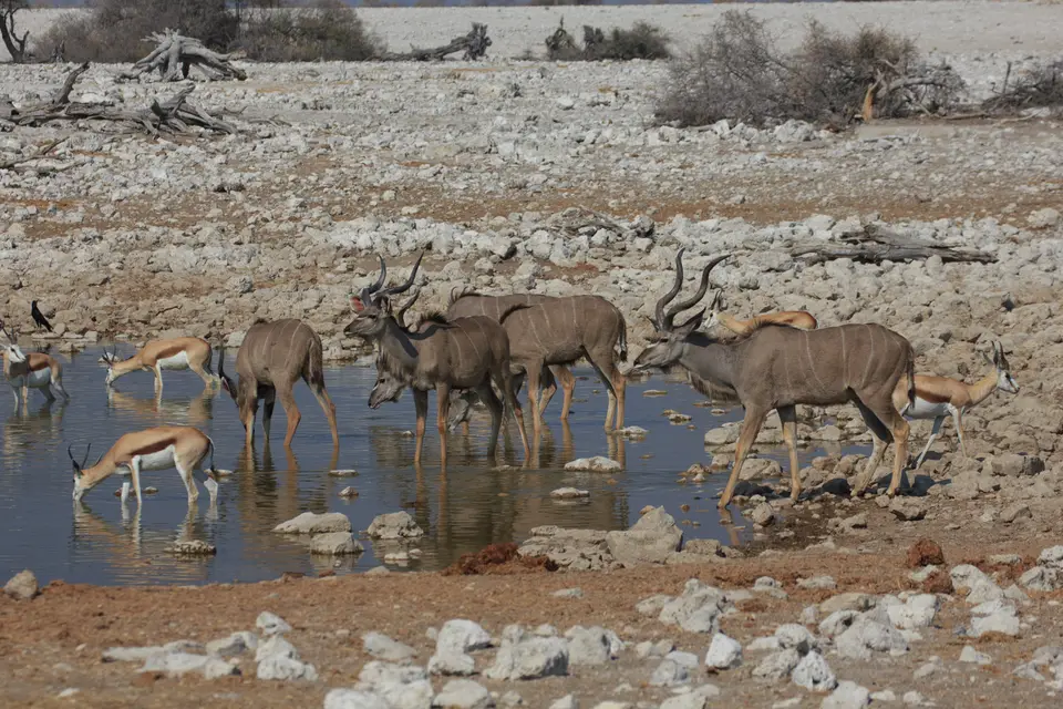 2016-Namibia-9731.jpg